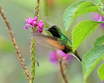 Black-bellied Hummingbird portfolio