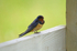 Swallow