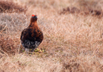 Red Grouse
