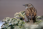 Nature-31