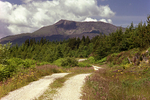Siabod from forest road 85-13-8