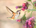 Rufous and lungwort