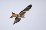 Red Kite,Wales