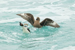 Brown Skua forces Imperial Shag to regurgitate food, Saunders Island