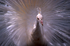 White Peacock 01