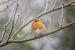 Robin IV