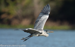 Cocoi heron flying
