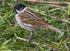 Common Male Reed Bunting