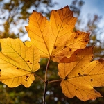 Italian Maple (Acer opalus)