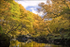 Autumn on the Scaur I