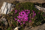 Moss campion 0851