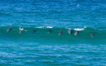 Dolphins in Wave 3