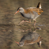 Water Rail