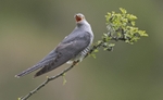Male Cuckoo