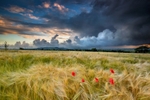 z2706 Poppies Arreton
