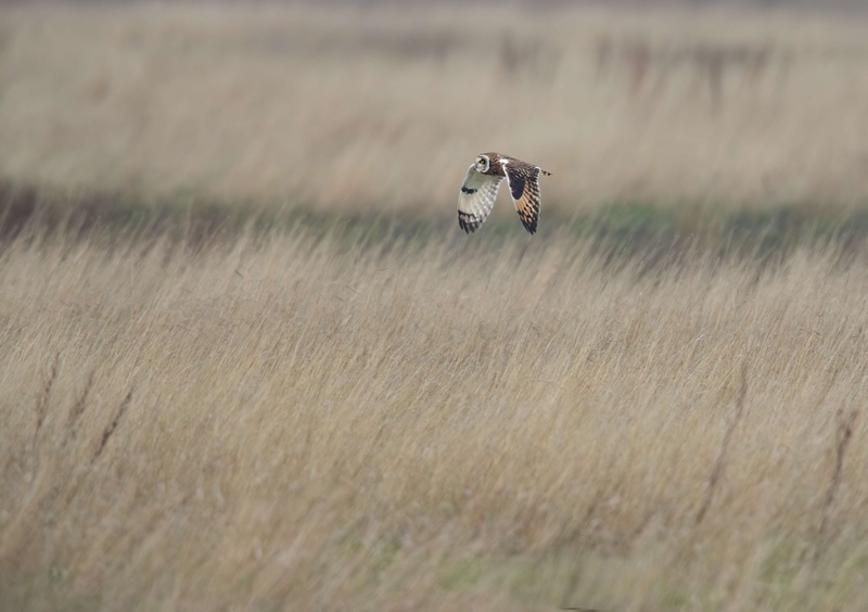 Short Eared Owl