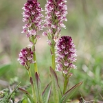 Burnt-tip Orchid (Neotinea ustulata) also formerly  Orchis ustulata)