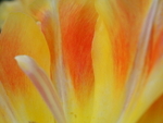 P40501140223