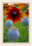 Opium and Rudbeckia