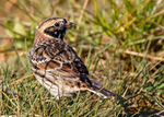 Lapland Bunting 2