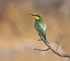 European Bee Eater