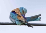 European Roller