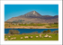 Croagh Patrick shepherd-