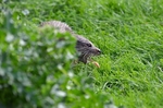 Otter
