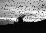 Murmuration - Cley Mill