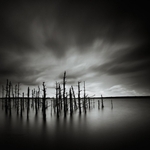 Dead Wood
