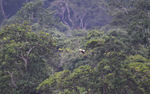 Palm vulture in Langoué baï
