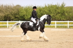SBM_007499