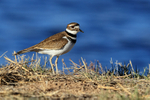 Killdeer, Bosque del Apache, New Mexico