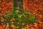 Tree Trunk and Fly Agaric Toadstool HDR