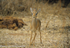 Kik's dik dik