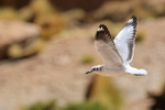 Andean Gull (immature) in flight, wings up, El Tatio, Chile