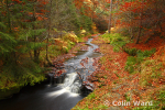 Small Waterfall at Hamsterly.Ref 4616