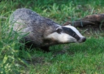 Badger