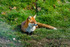 fox vulpes vulpes-039