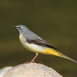 Grey Wagtail