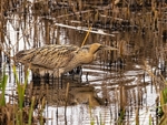 Herons and egrets portfolio