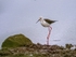 Black-winged Stilt
