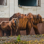 Graffiti Pripyat