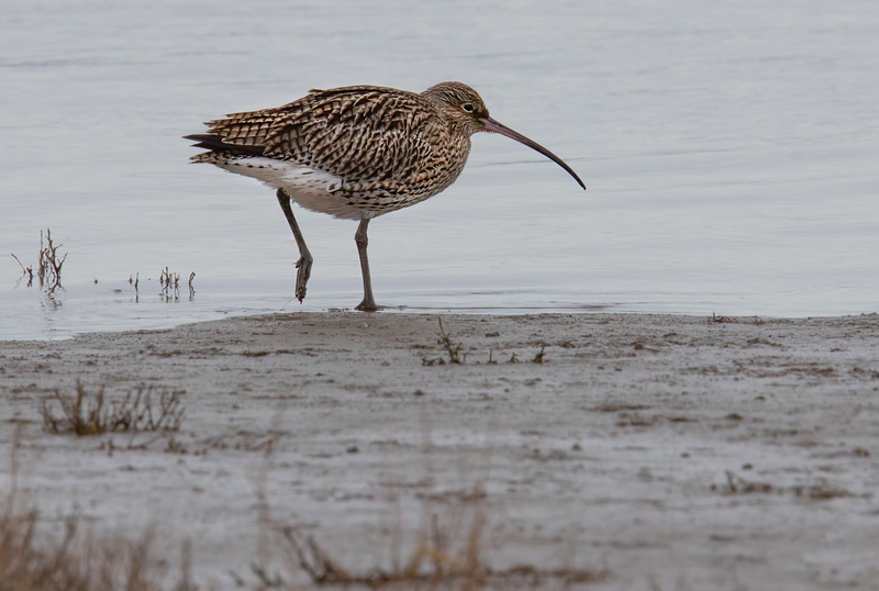 Eurasian Curlew - Dee Estuary - North Wales