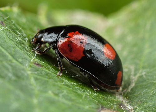 2-Spot Ladybird - [i]Adalia bipunctata f sexpustulata[/i]. Warwickshire - July, 2012. This is the 6-spot form.