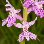Orchids - Dactylorhiza portfolio