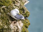 Kittiwake