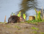 Brown Rat