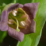 Deadly Nightshde (Atropa belladonna).
