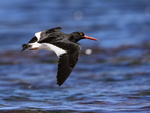 Close flypast of Magellanic Oystercatcher, Carcass Island, Falklands